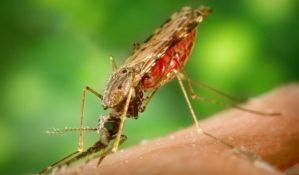 Od Ä�etvrtka novi tretmani protiv komaraca, upozorenja pÄ�elarima